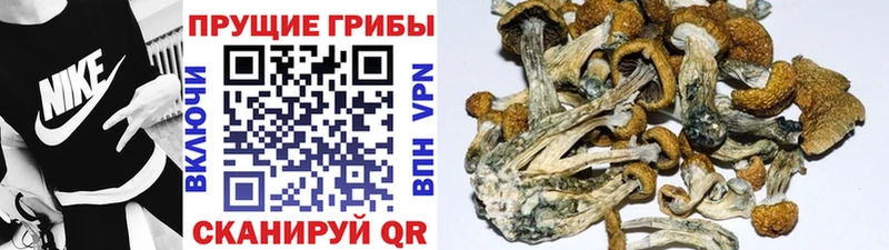 Галлюциногенные грибы мицелий Белово